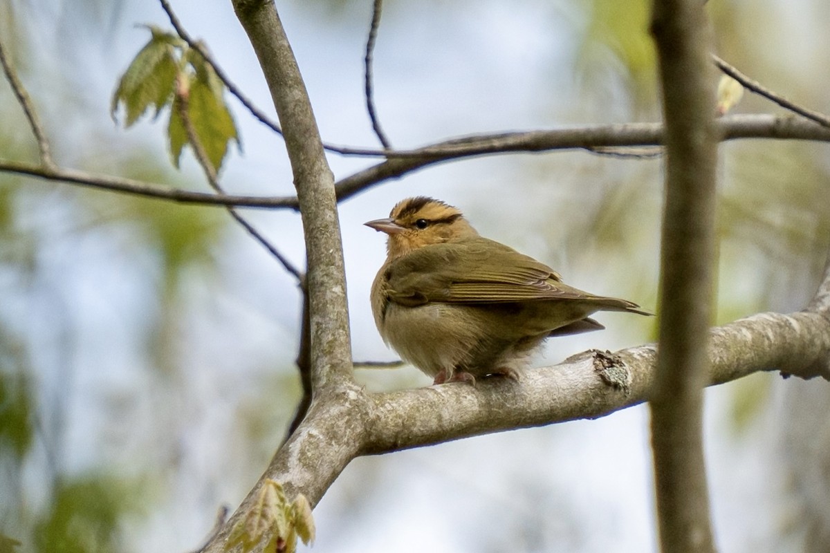 Worm-eating Warbler - ML617935723