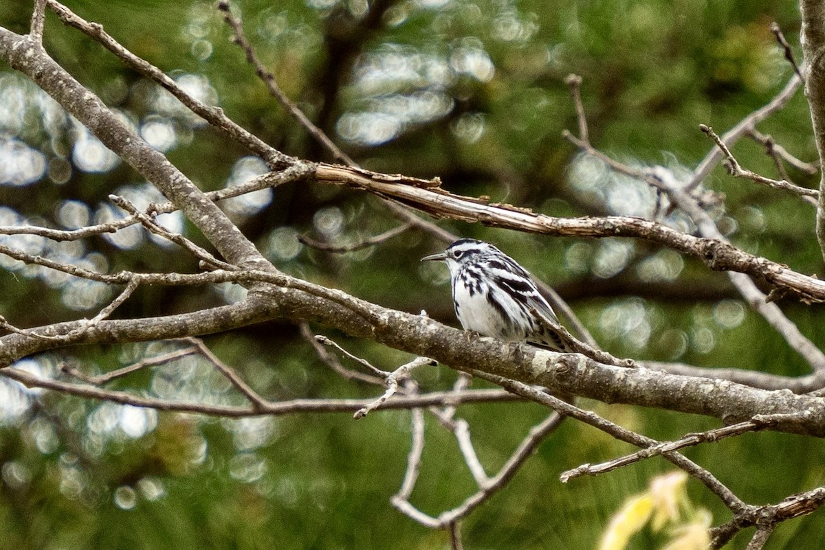 Black-and-white Warbler - ML617935731