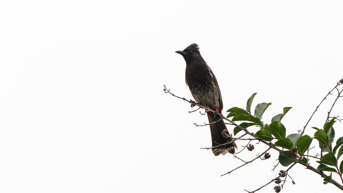 Red-vented Bulbul - ML617935747