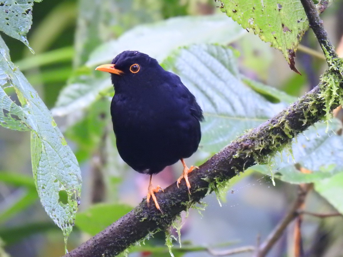 Glossy-black Thrush - ML617935757