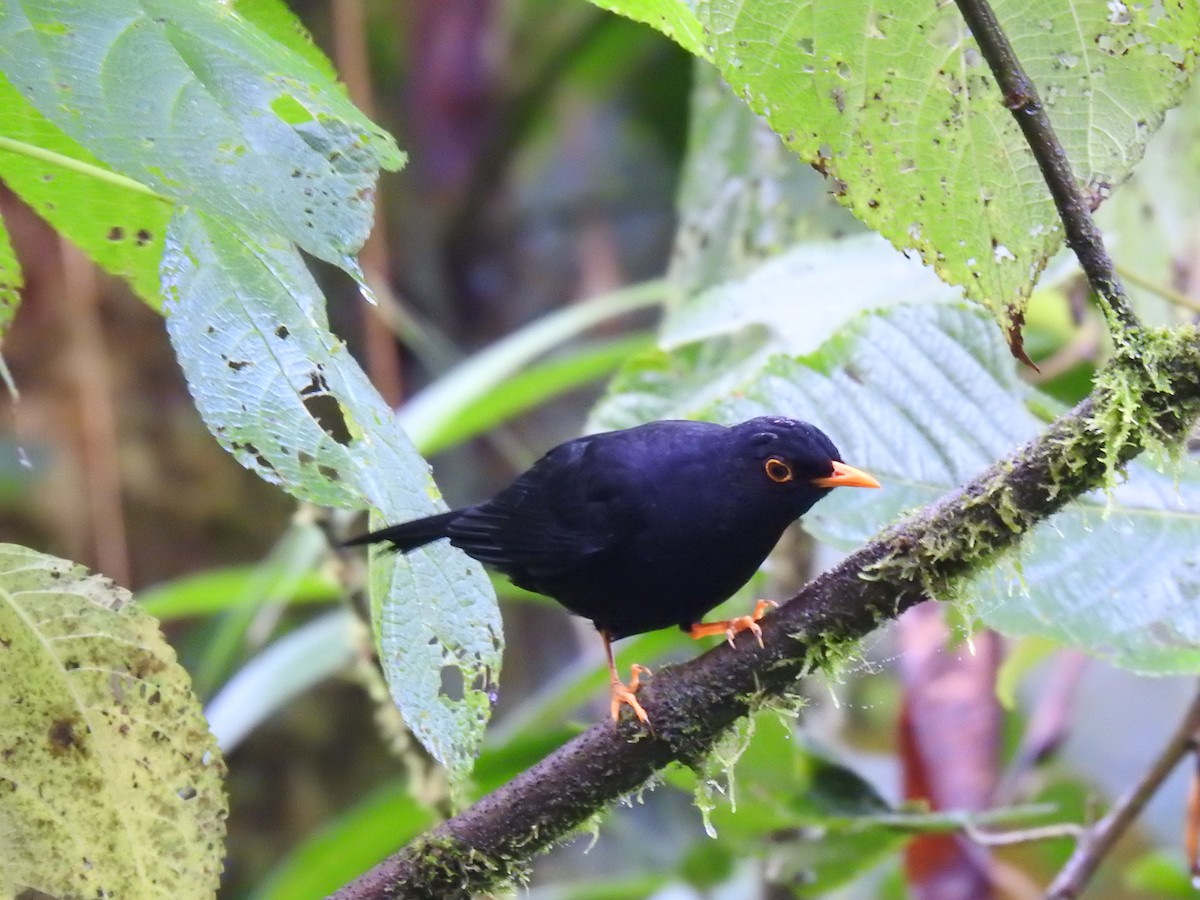 Glossy-black Thrush - ML617935759