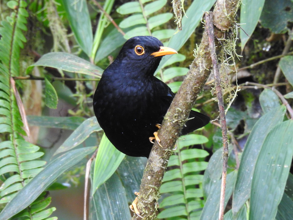 Glossy-black Thrush - ML617935786