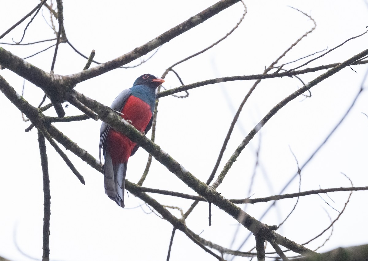 Slaty-tailed Trogon - ML617935812