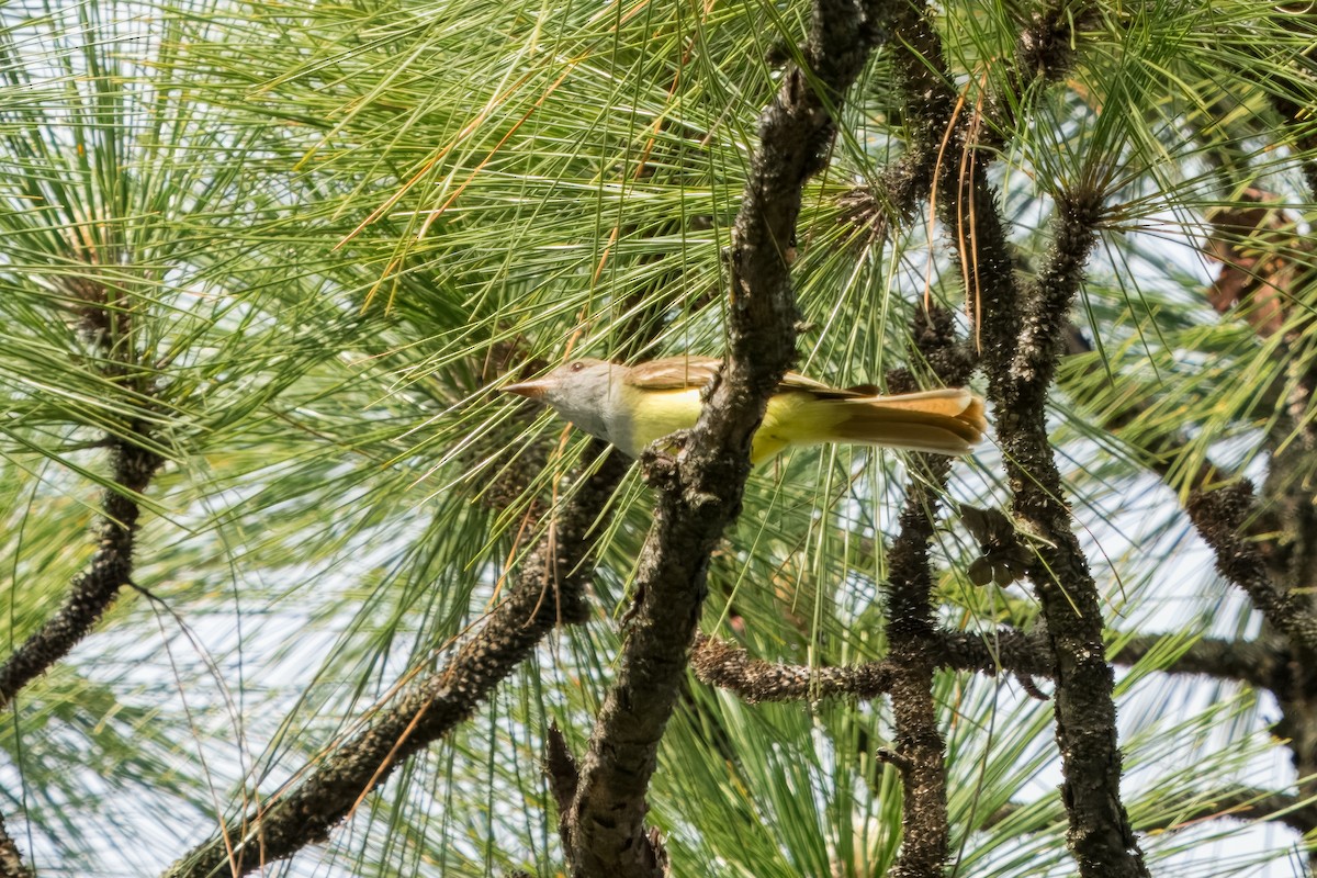 Great Crested Flycatcher - ML617935817