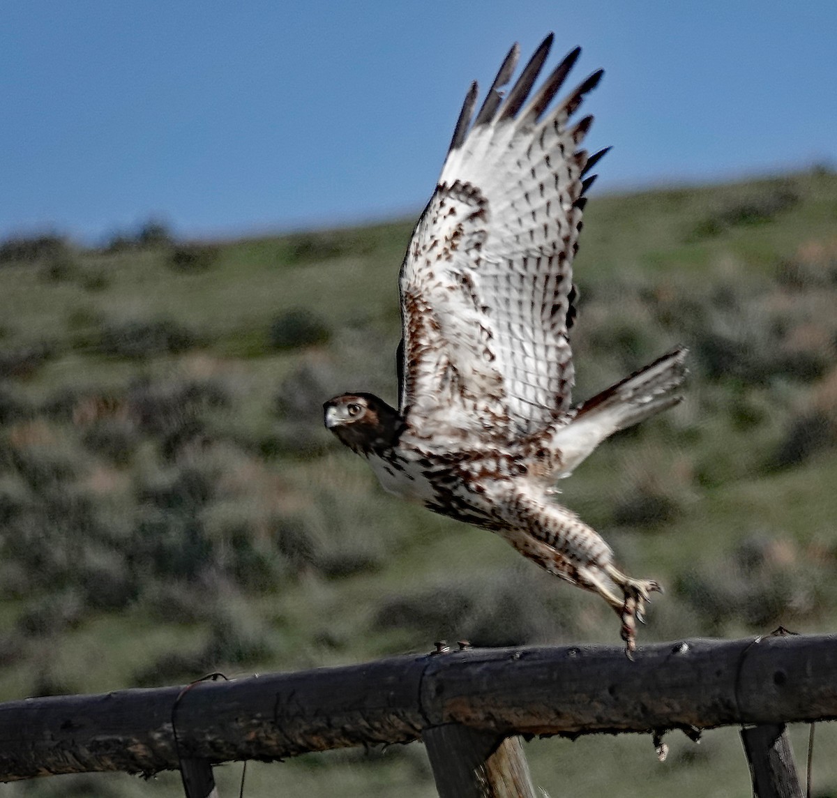 Rotschwanzbussard - ML617935838