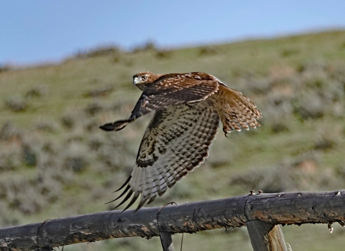 Red-tailed Hawk - ML617935840