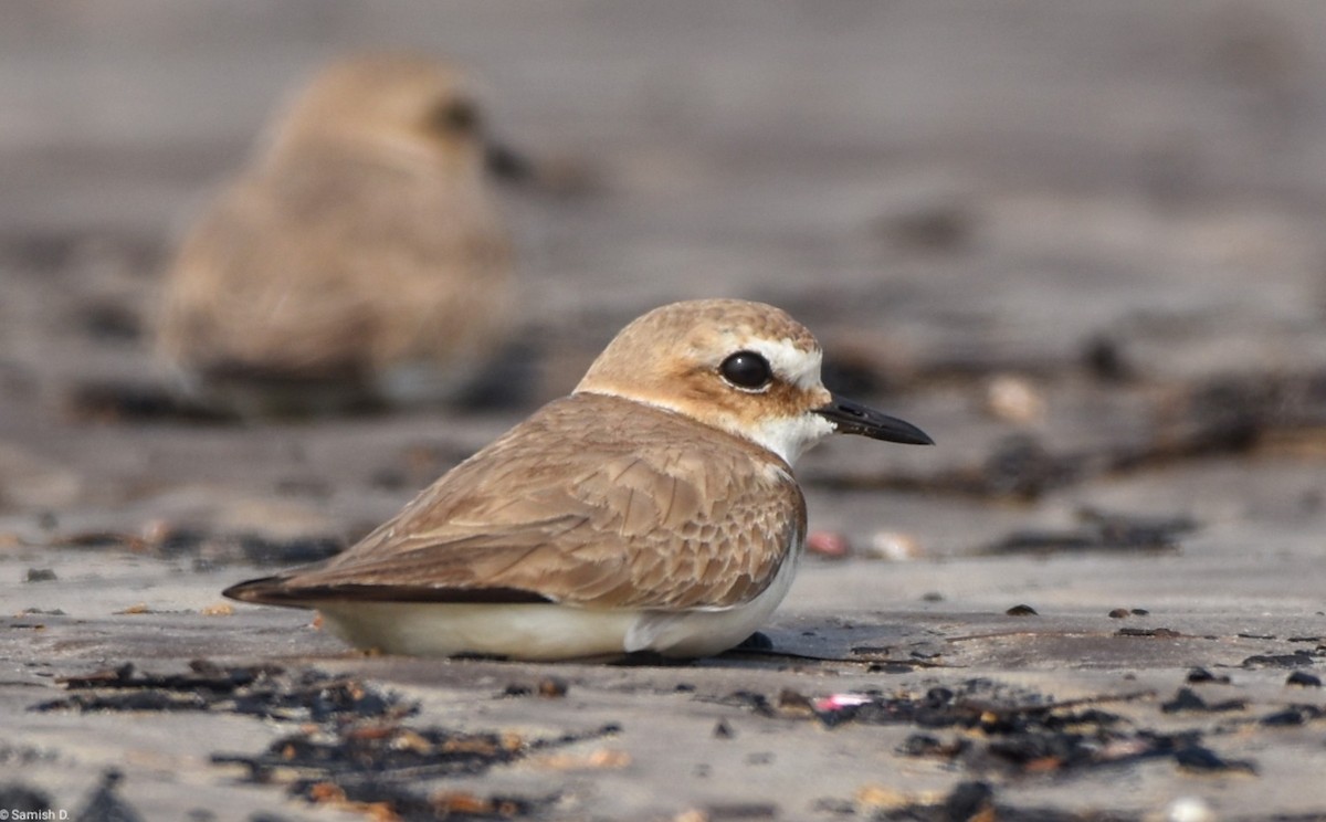 Greater Sand-Plover - ML617935909