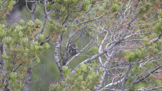 Northern Pygmy-Owl - ML617935919