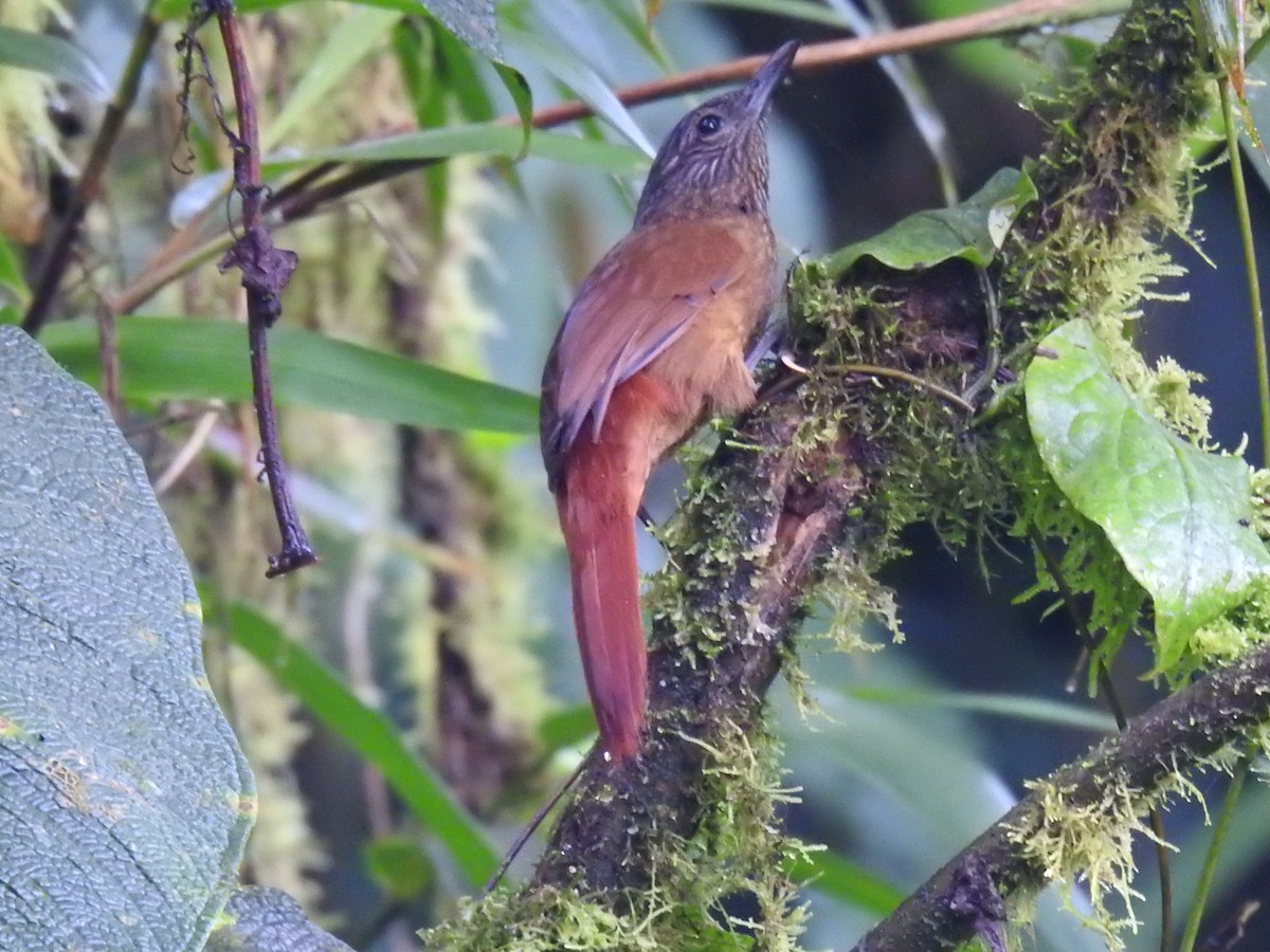 Streak-capped Treehunter - ML617935946