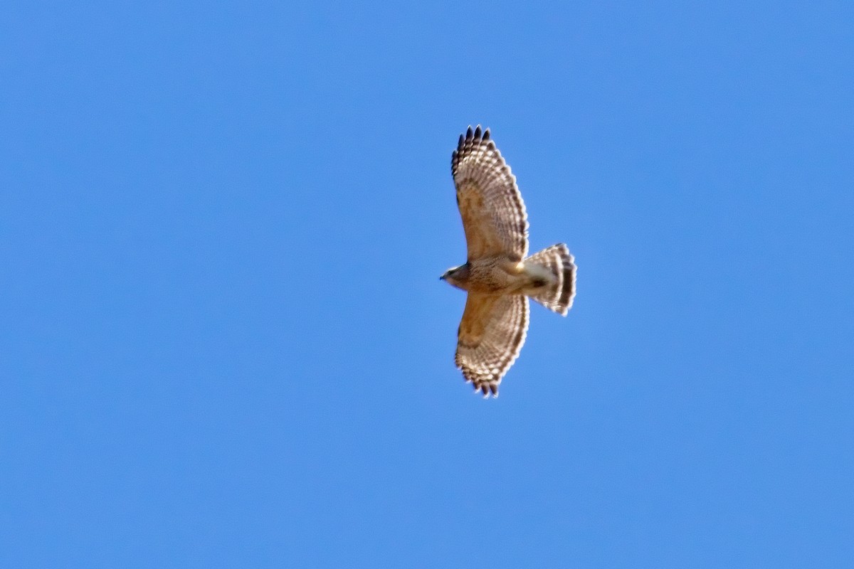 Red-shouldered Hawk - Normand Laplante