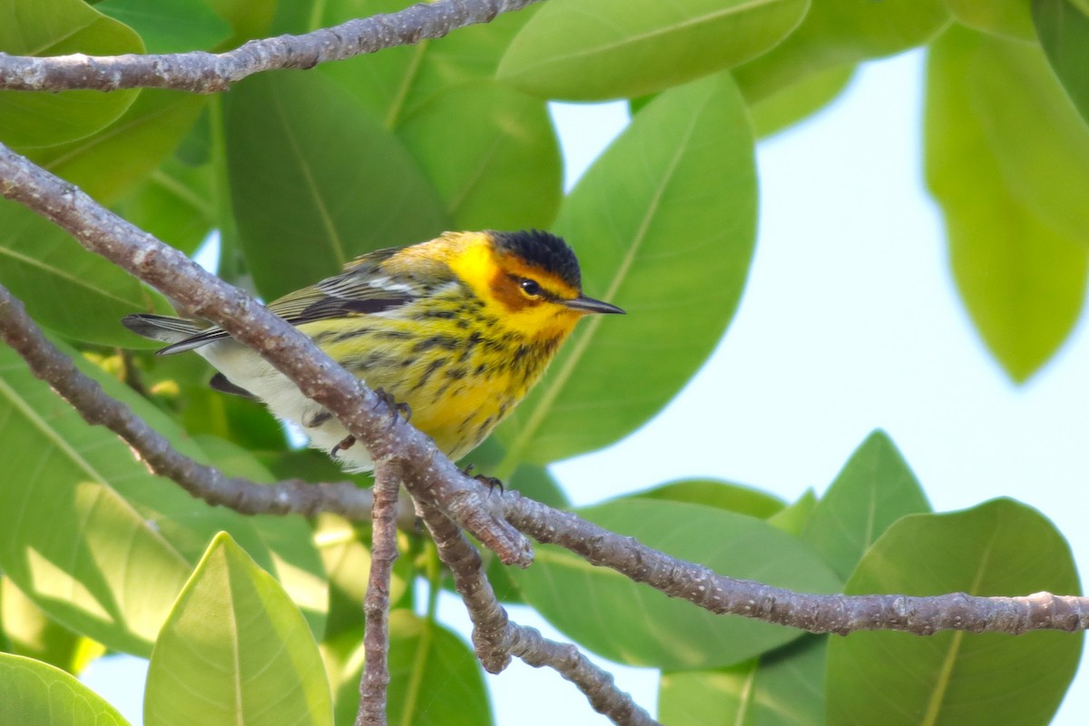 Cape May Warbler - ML617935963