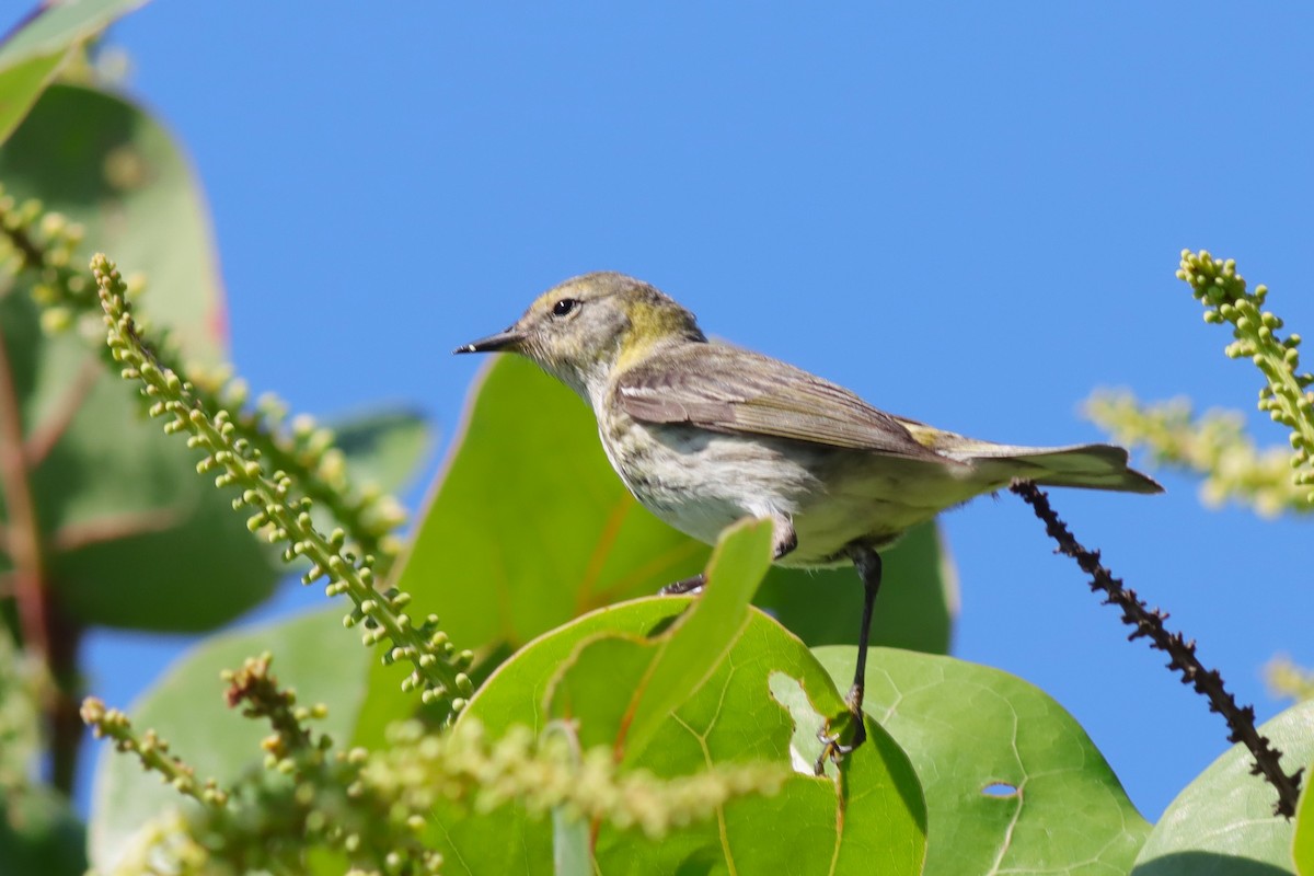 Cape May Warbler - ML617935964