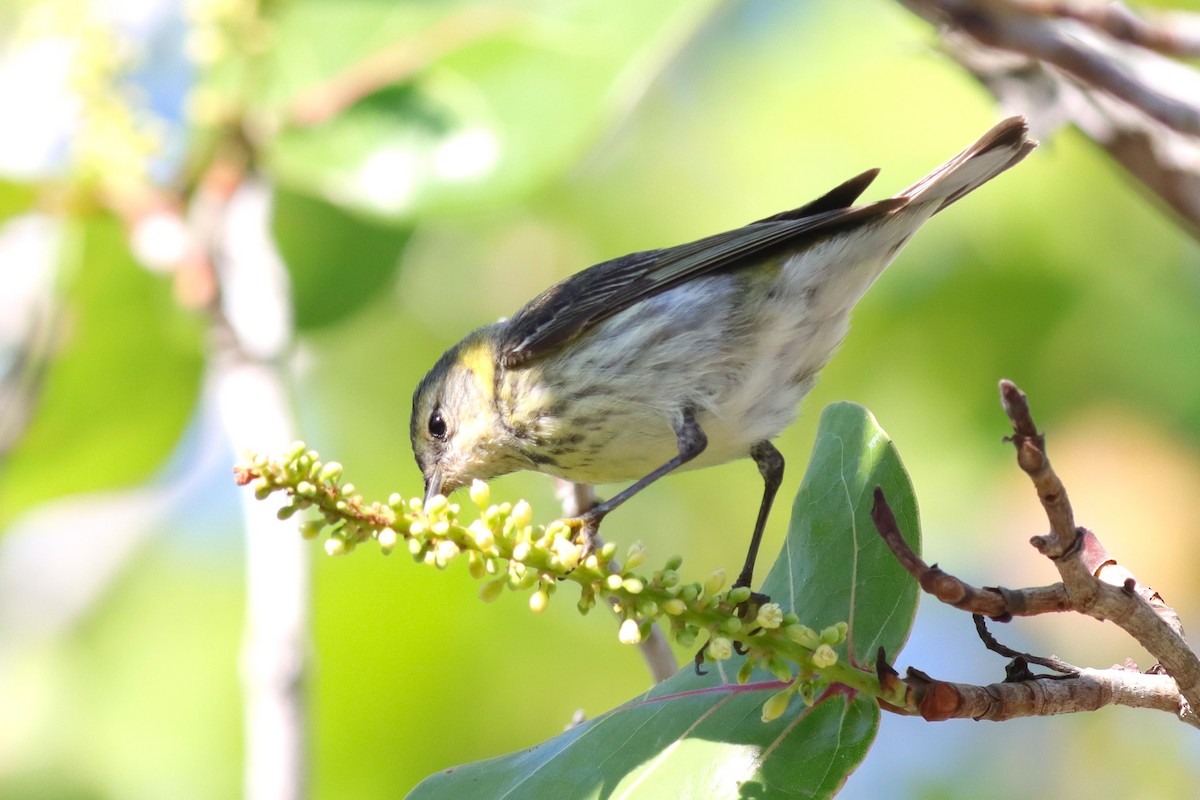 Cape May Warbler - Margaret Viens