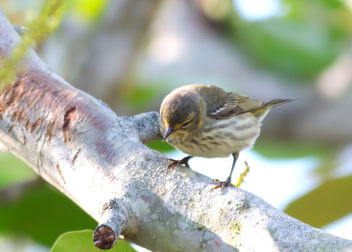 Cape May Warbler - ML617935967