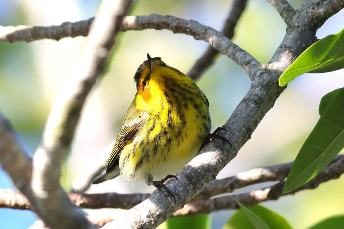 Cape May Warbler - Margaret Viens