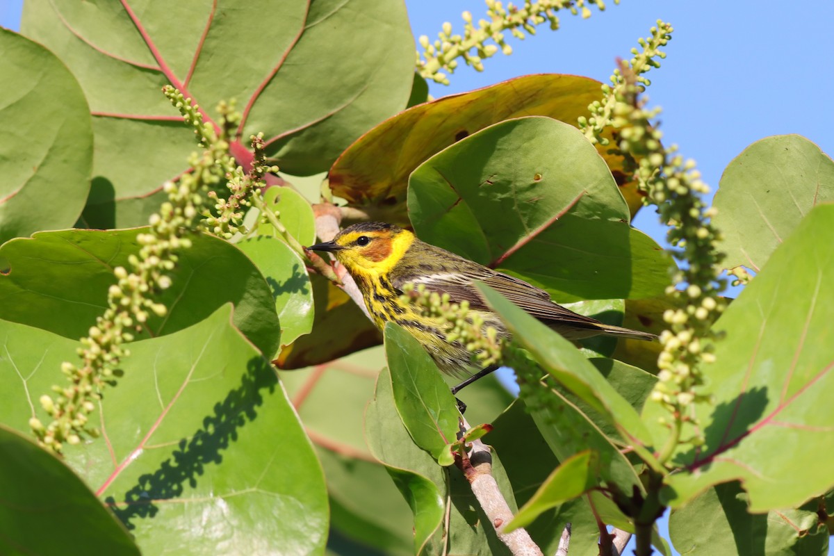 Cape May Warbler - ML617935969