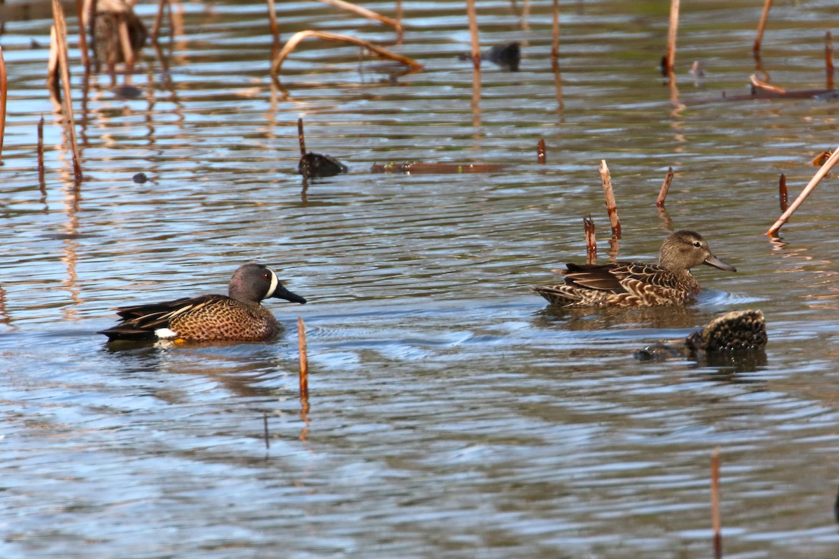 Blue-winged Teal - ML617936014