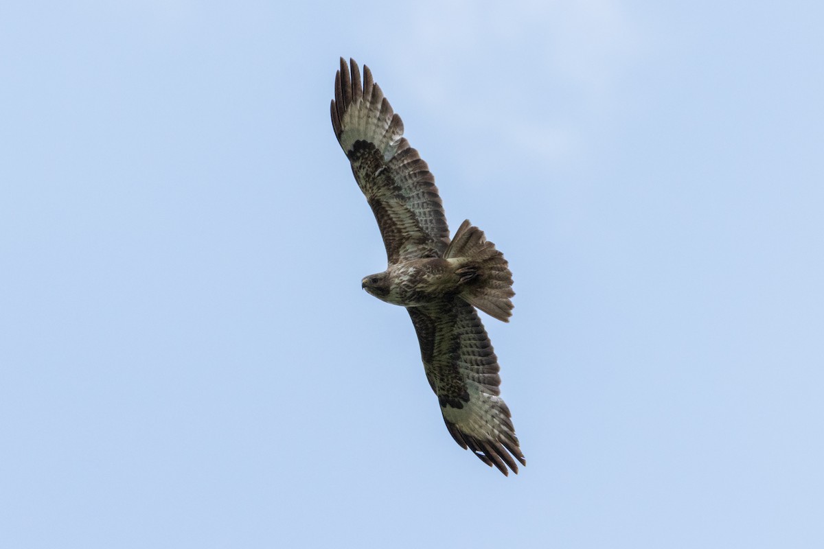 Common Buzzard - ML617936024