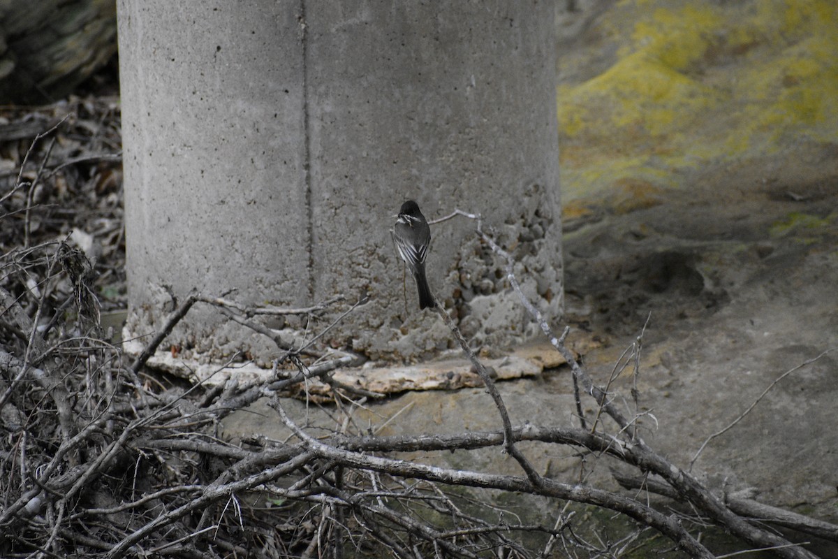 Eastern Phoebe - ML617936063