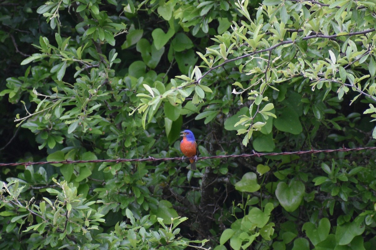 Painted Bunting - Parker Allie