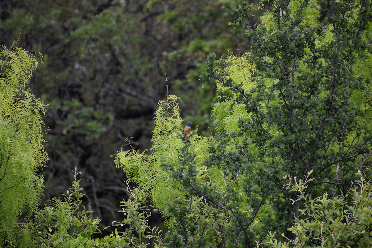 Painted Bunting - Parker Allie