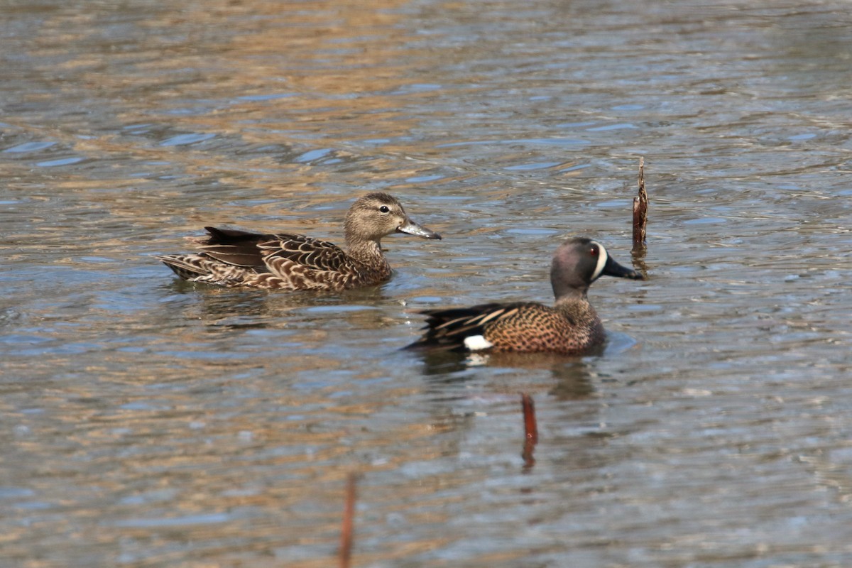 Blue-winged Teal - ML617936102