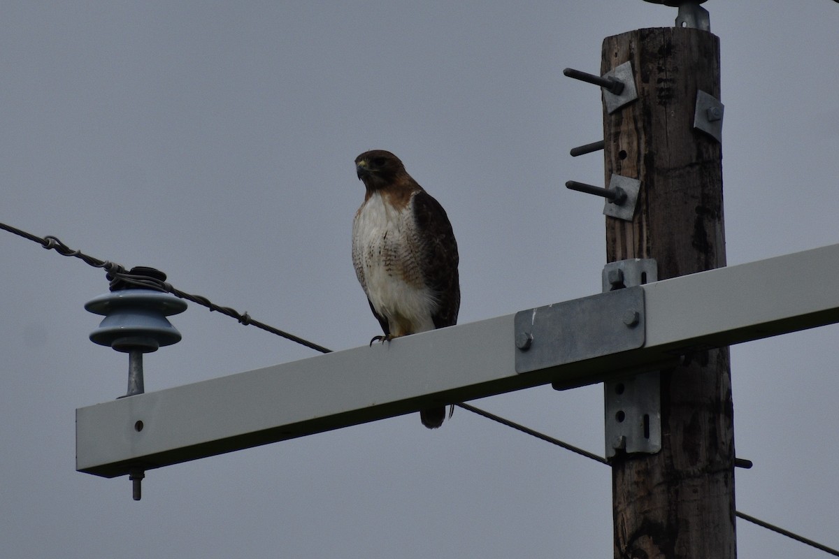 Red-tailed Hawk - Parker Allie