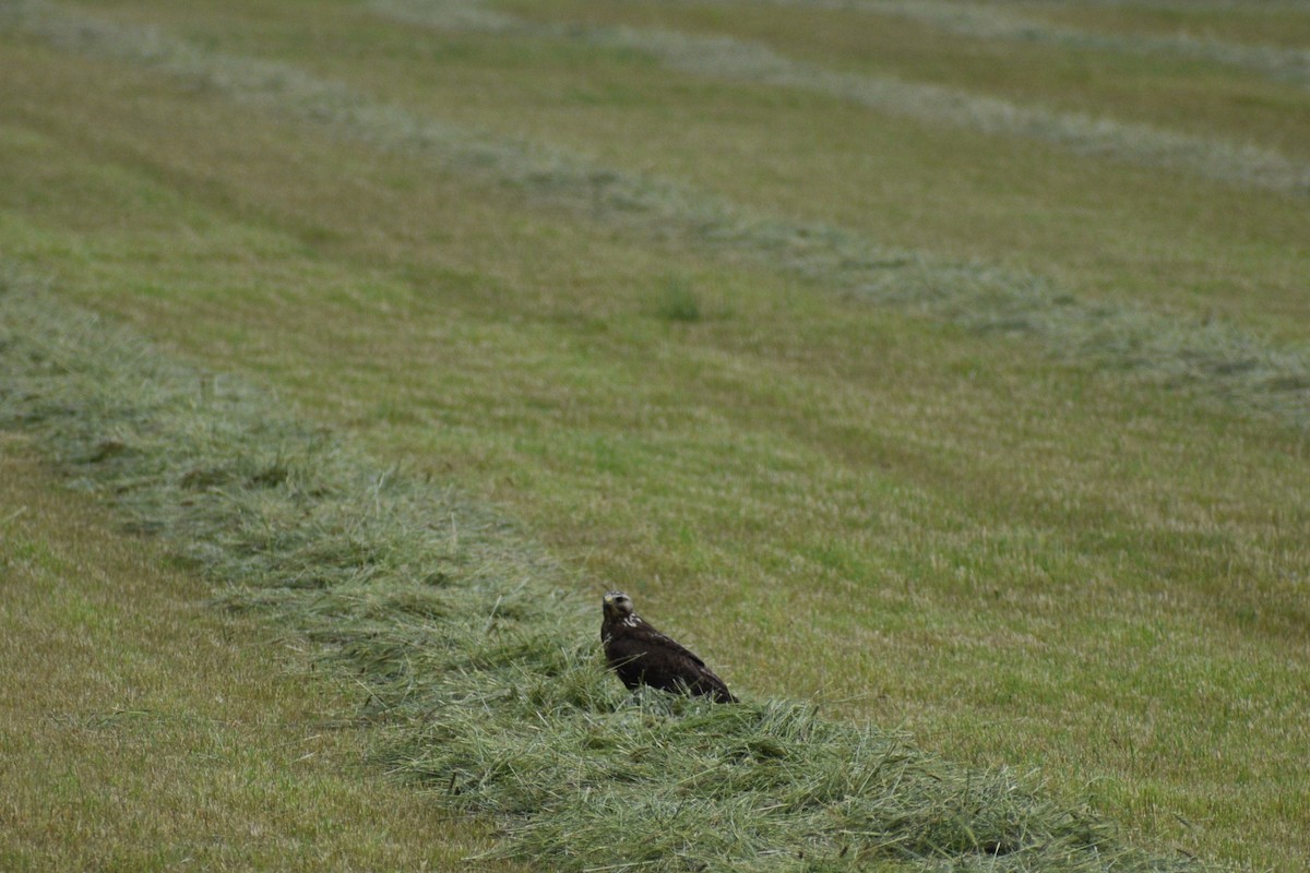 Swainson's Hawk - Parker Allie