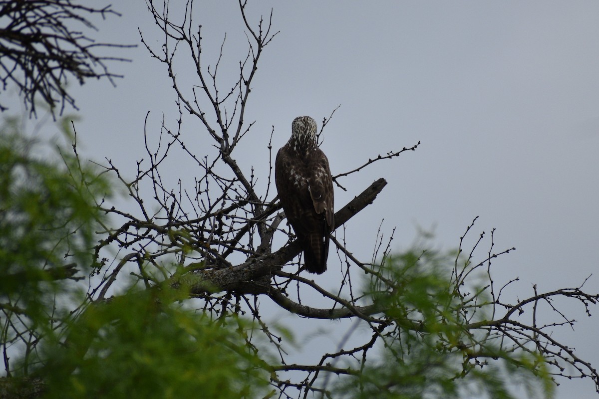 Swainson's Hawk - Parker Allie