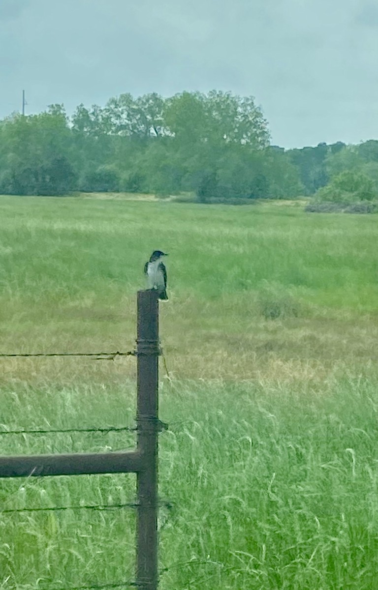 Eastern Kingbird - ML617936139