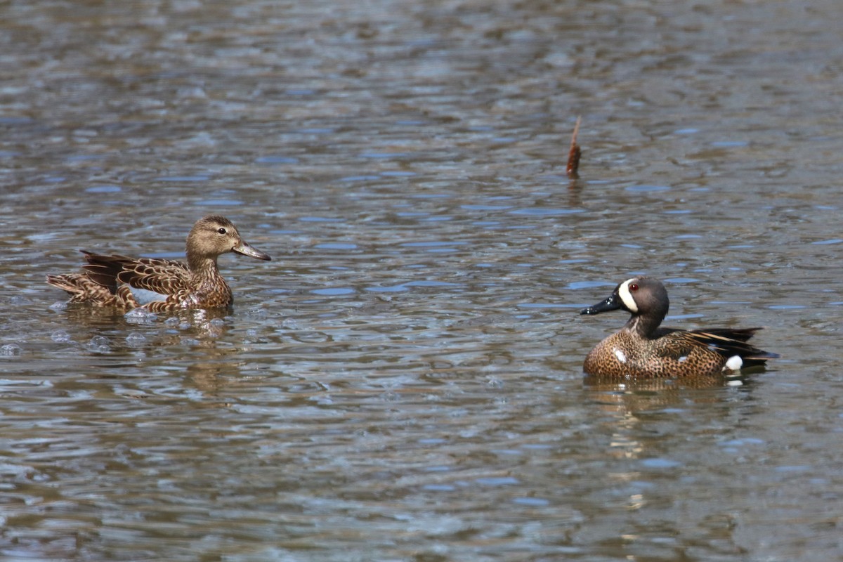 Blue-winged Teal - ML617936144