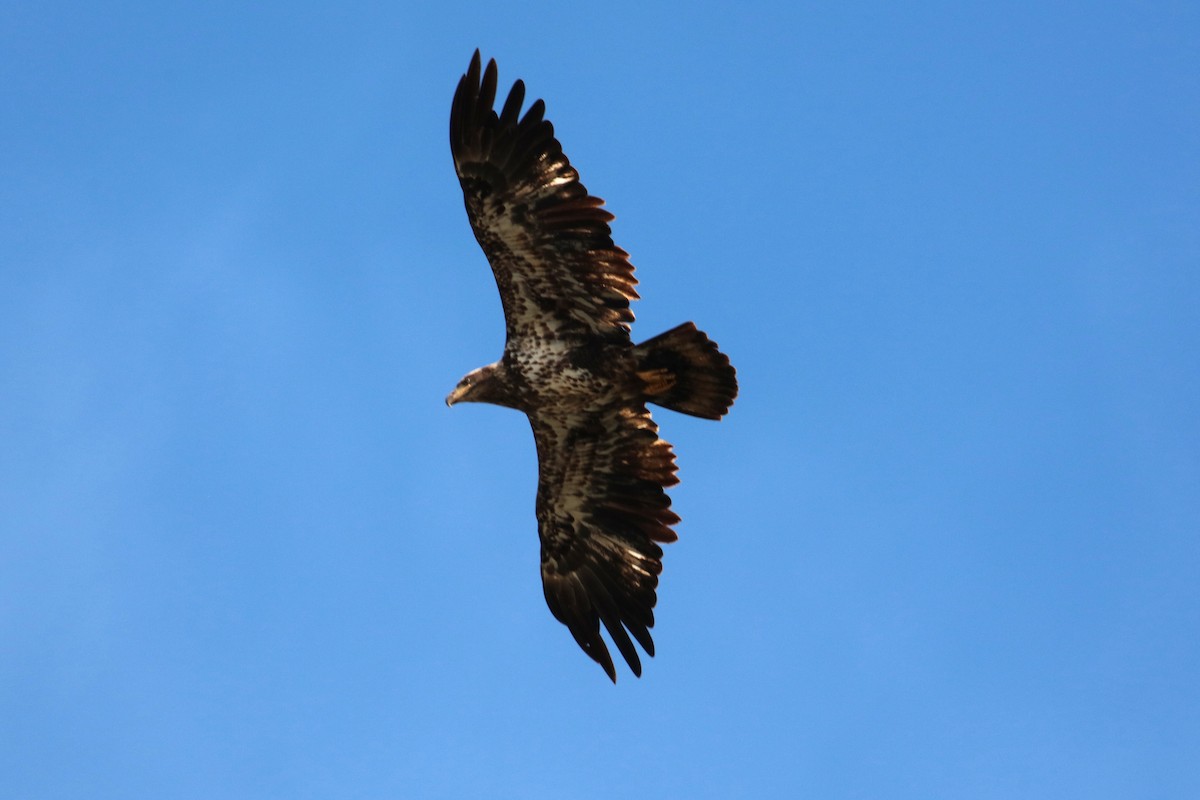 Bald Eagle - ML617936193