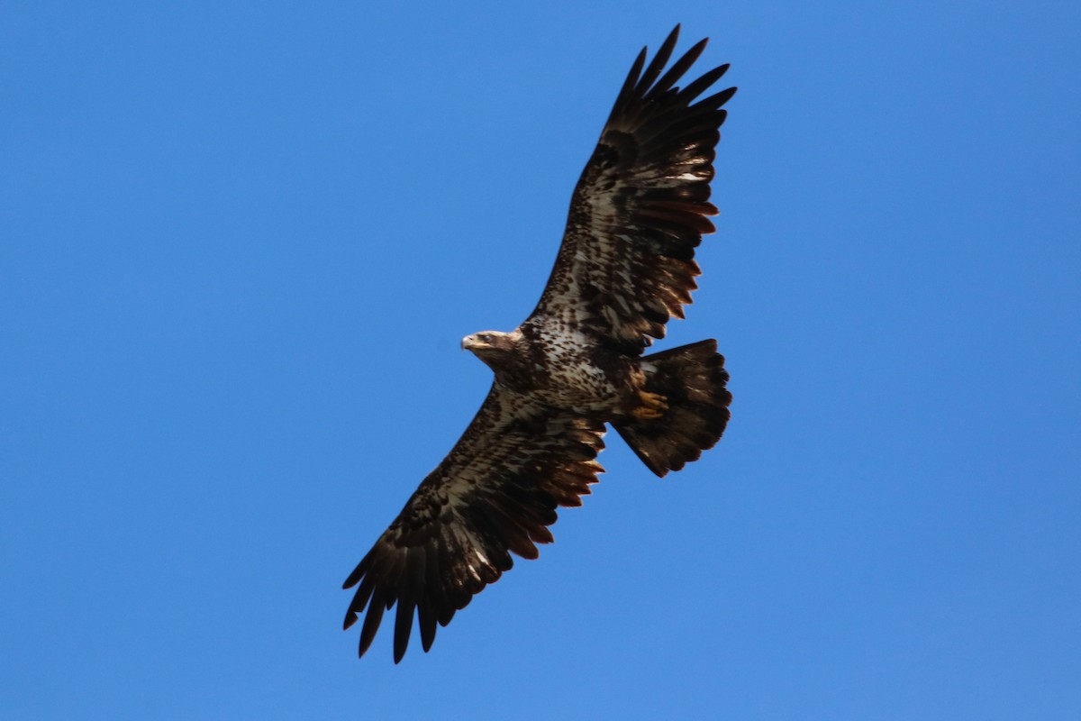 Bald Eagle - ML617936213