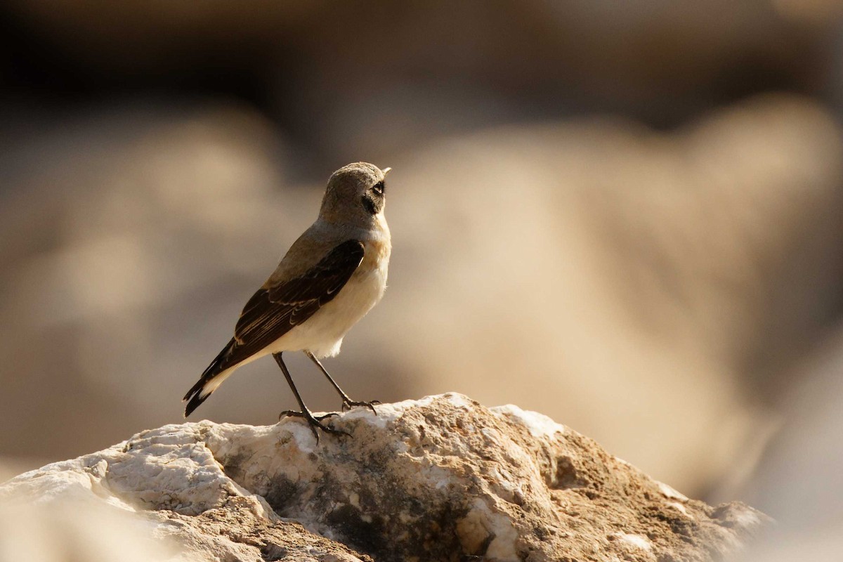 Northern Wheatear - ML617936237