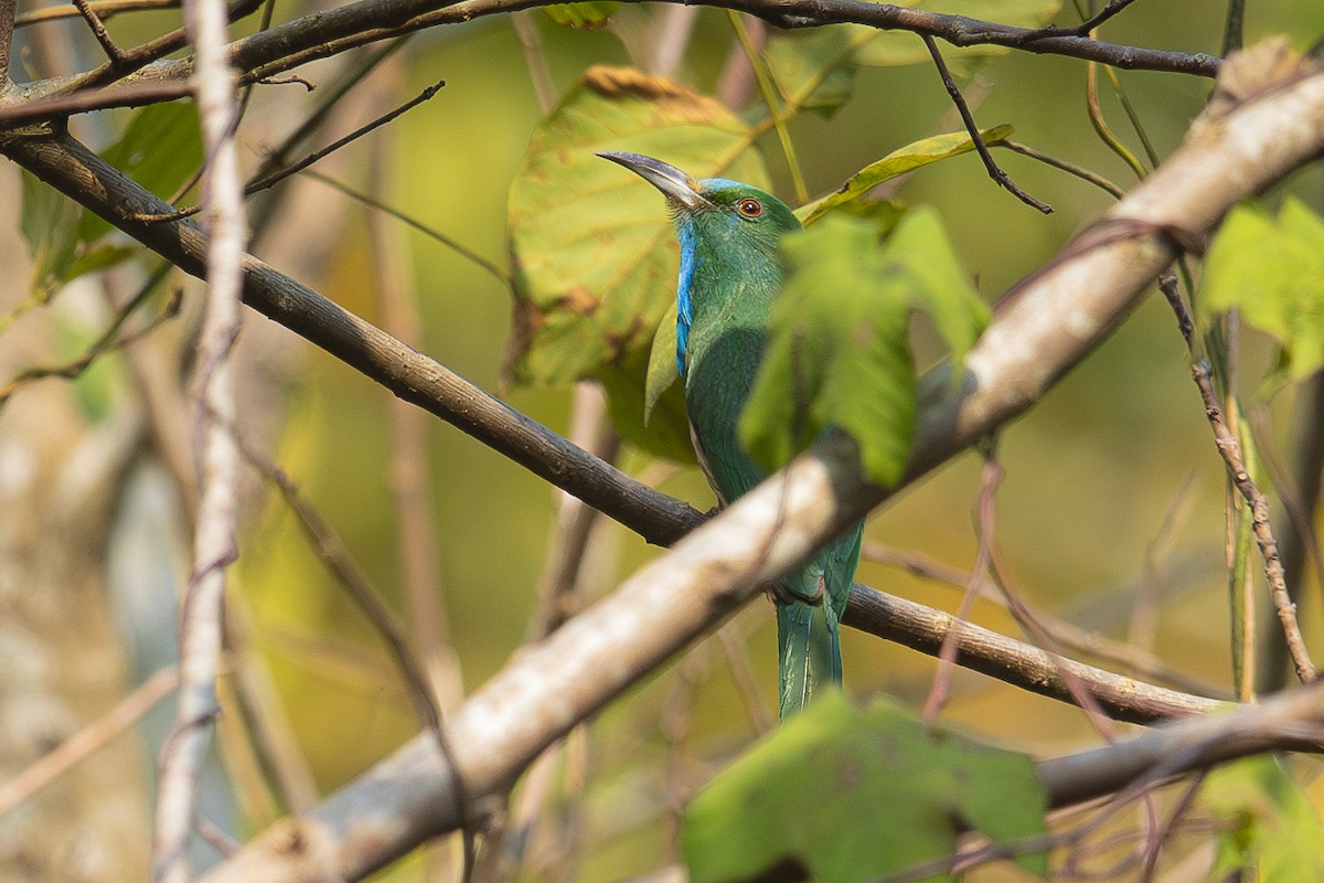 Blue-bearded Bee-eater - ML617936272