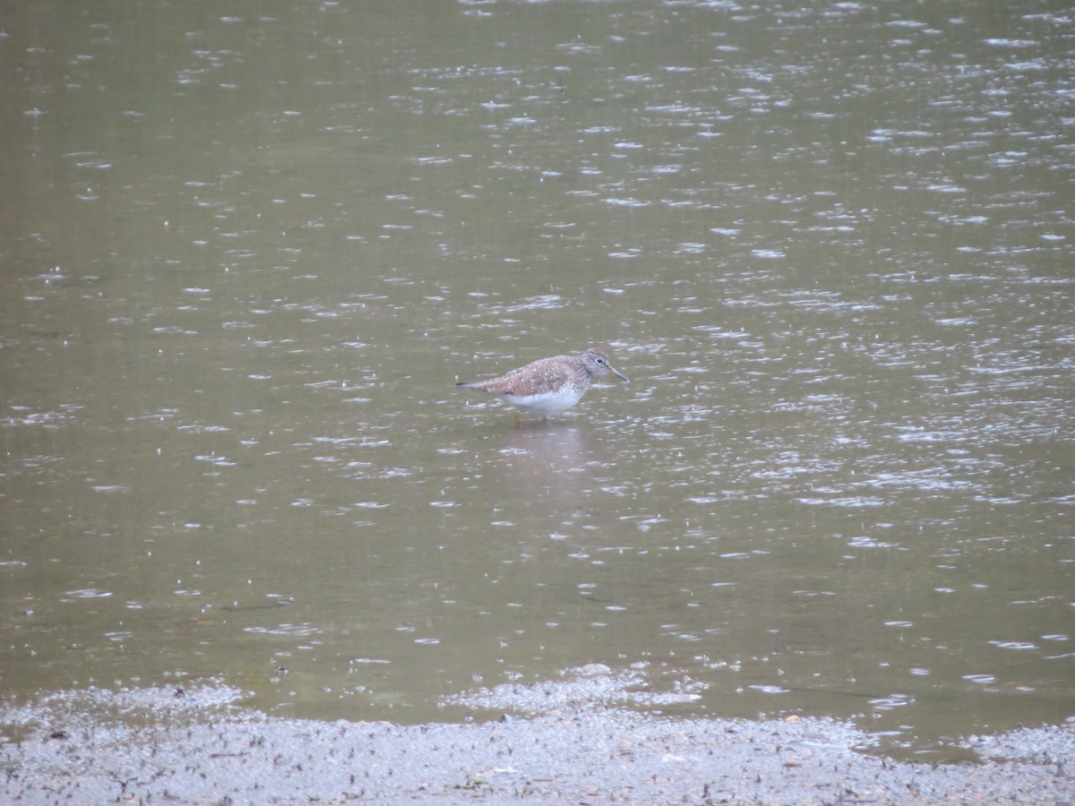 Solitary Sandpiper - Philip Wright