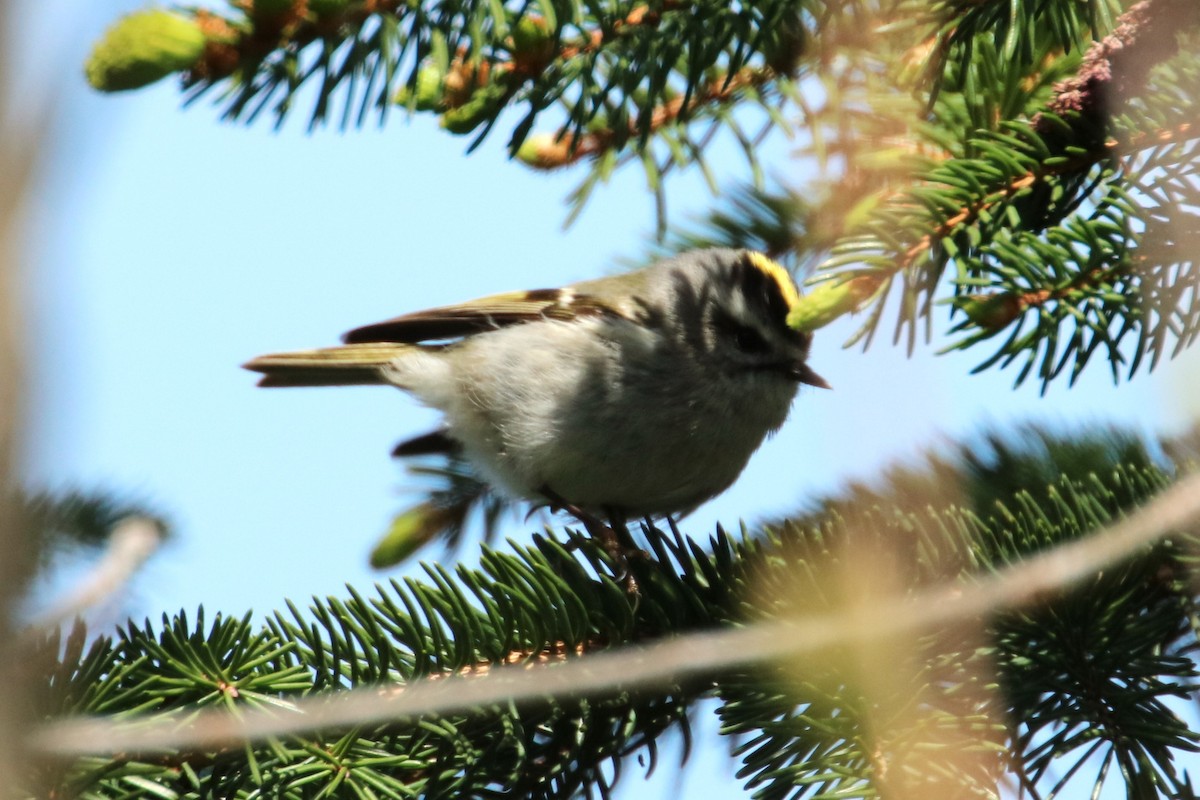 Golden-crowned Kinglet - ML617936283