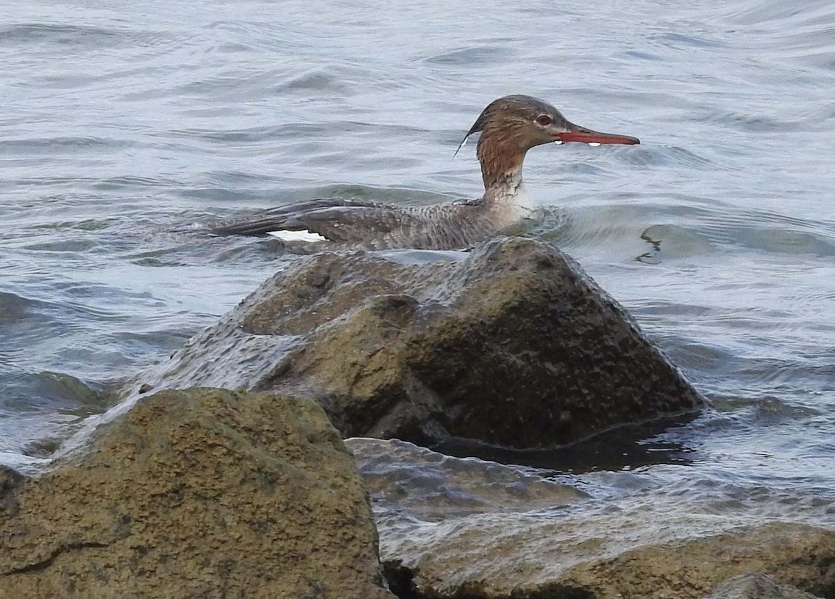 Red-breasted Merganser - Fred Shaffer