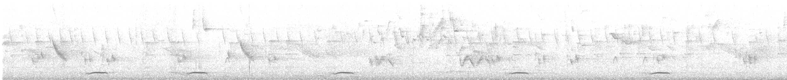 セアカウズラバト - ML617936295