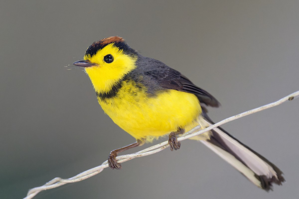 Collared Redstart - ML617936296