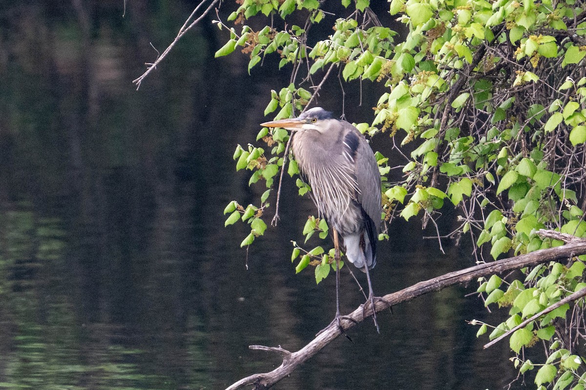 Great Blue Heron - ML617936309