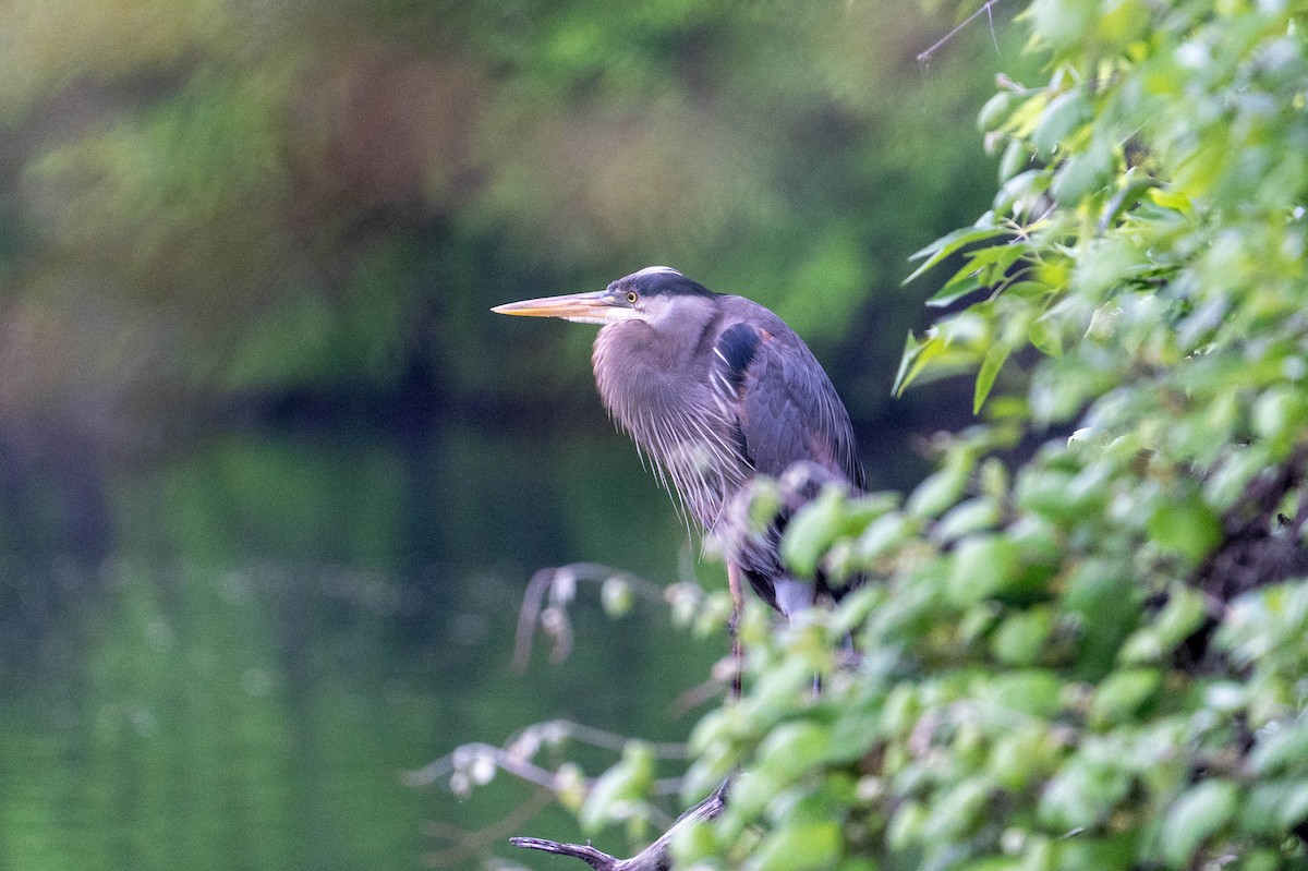 Great Blue Heron - ML617936310