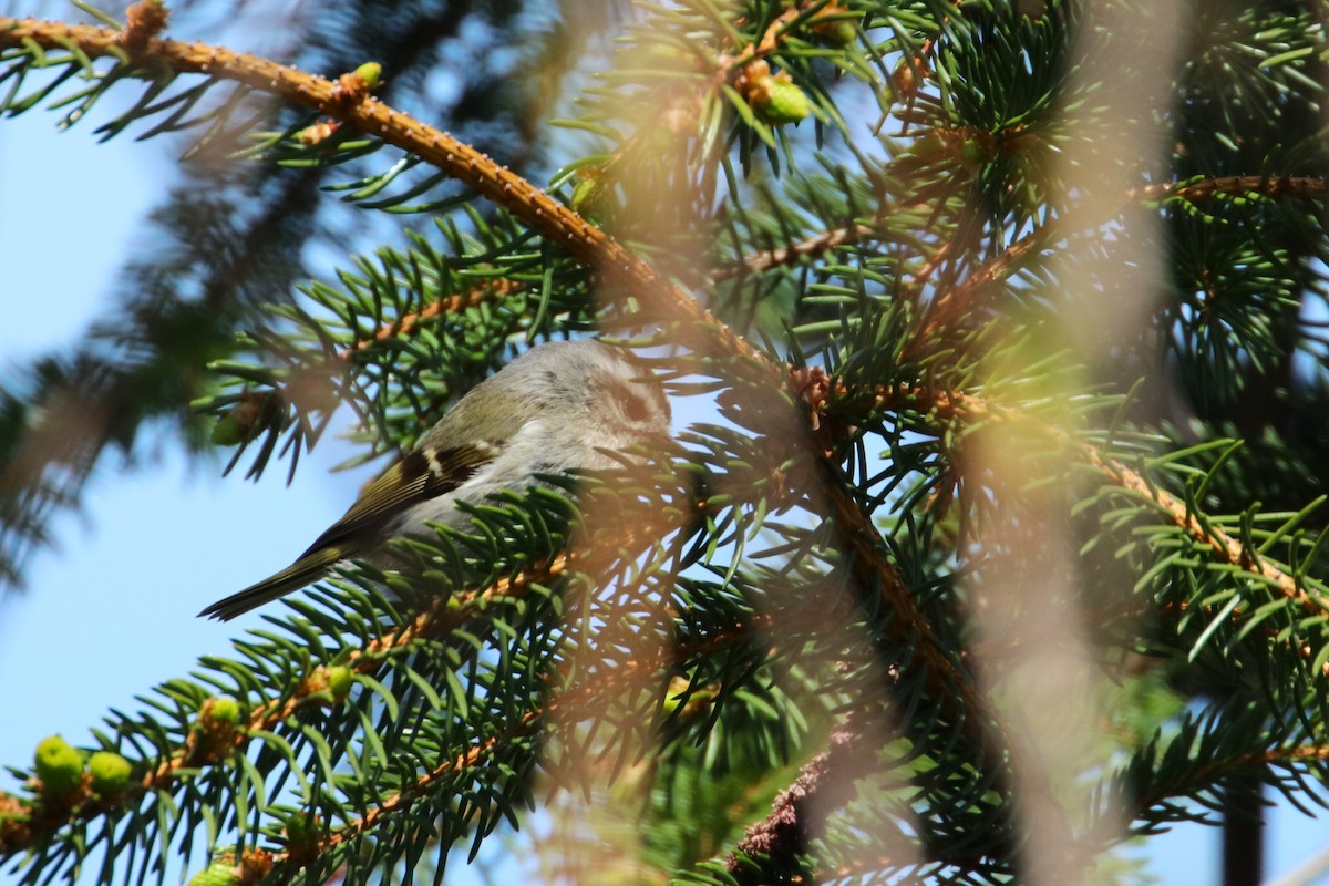 Golden-crowned Kinglet - ML617936311