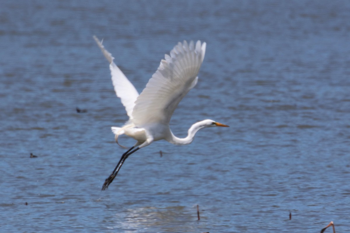 Great Egret - ML617936323