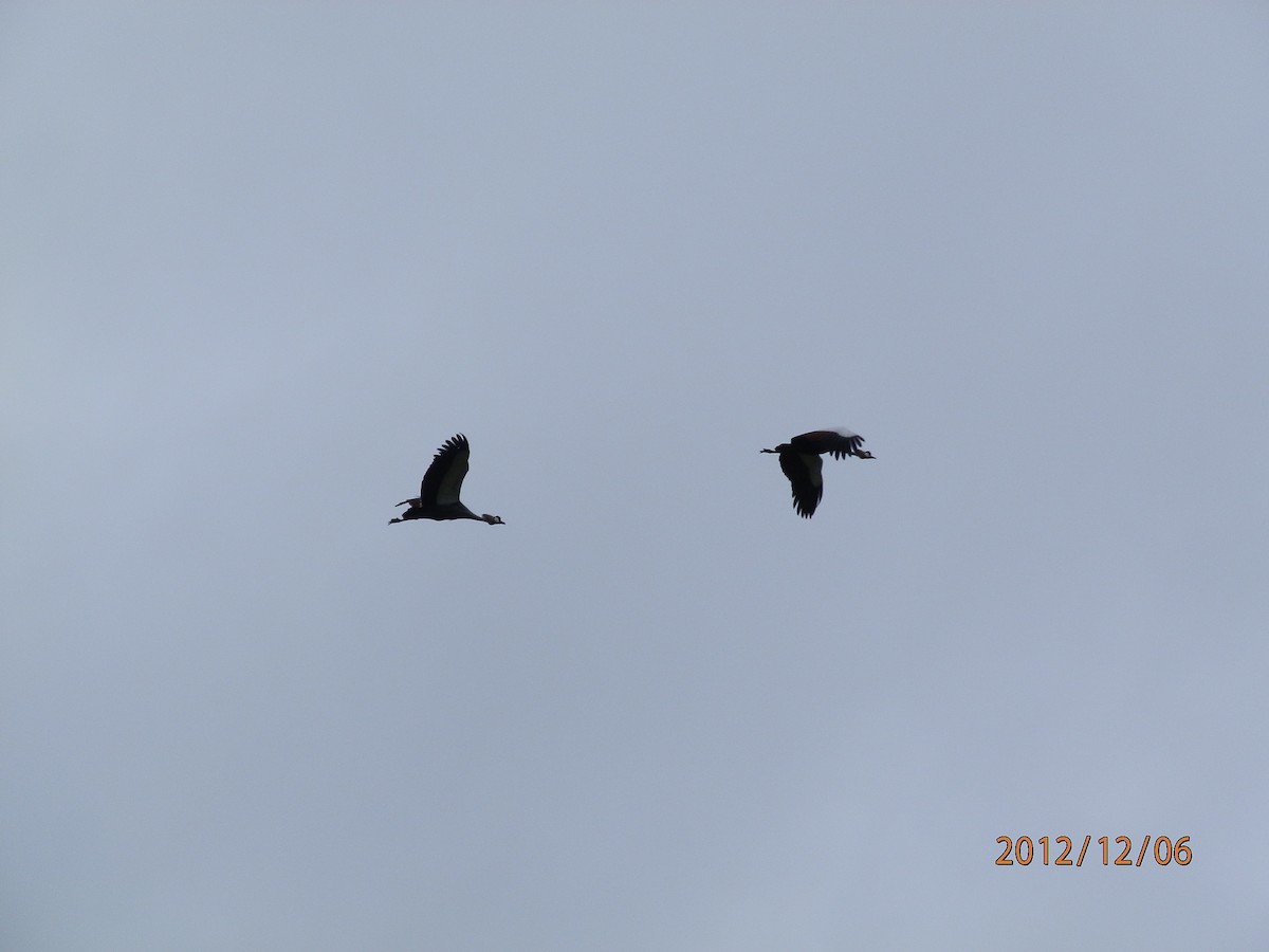 Gray Crowned-Crane - ML617936325