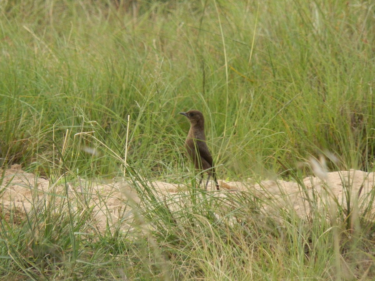 Southern Anteater-Chat - ML617936363