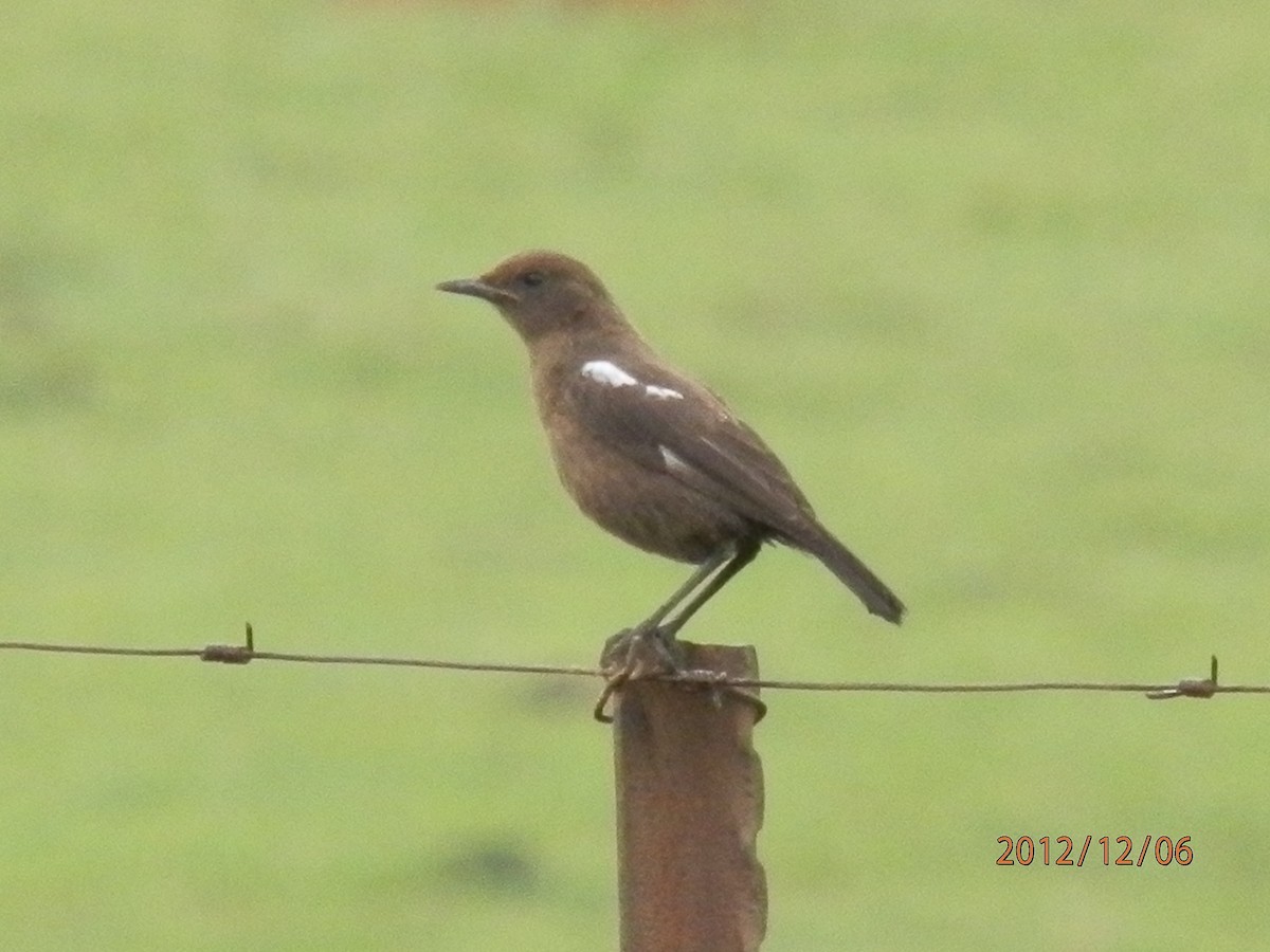 Southern Anteater-Chat - ML617936364