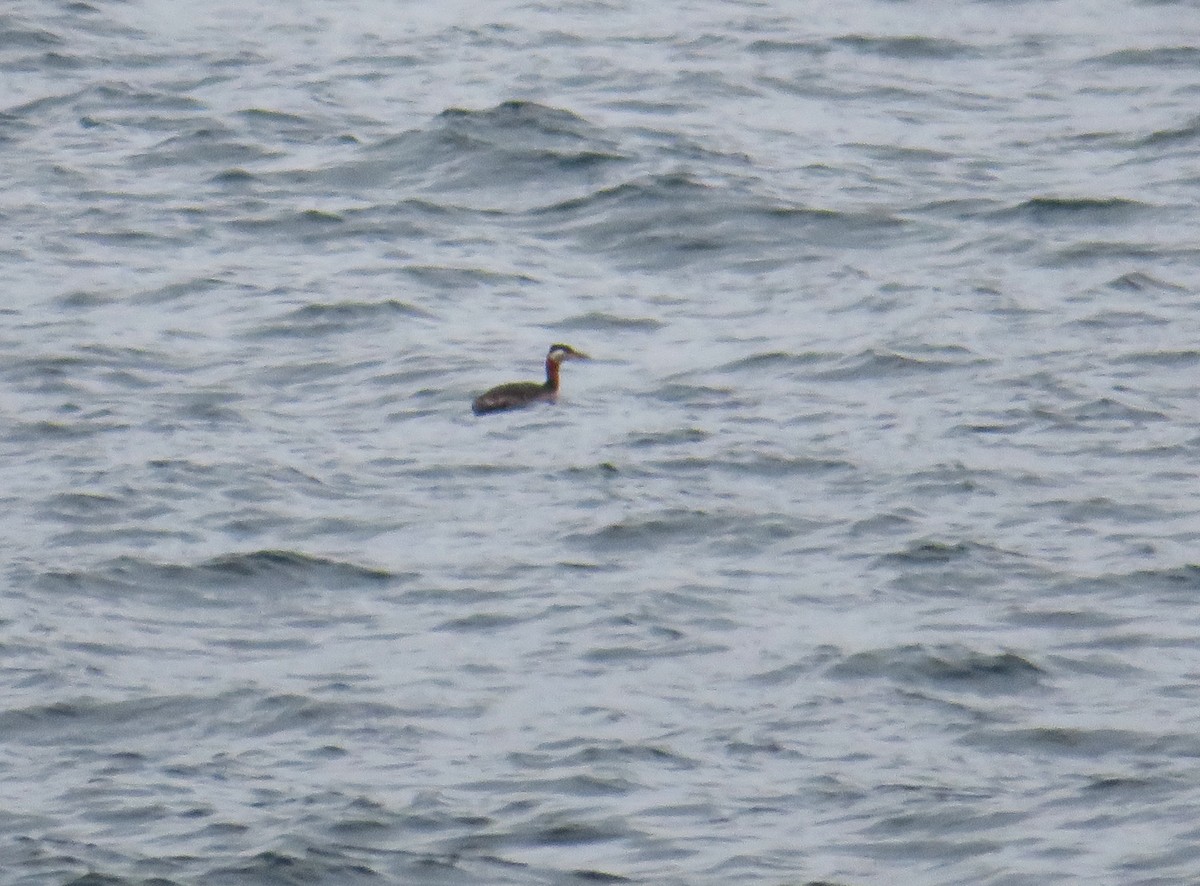 Red-necked Grebe - ML617936366