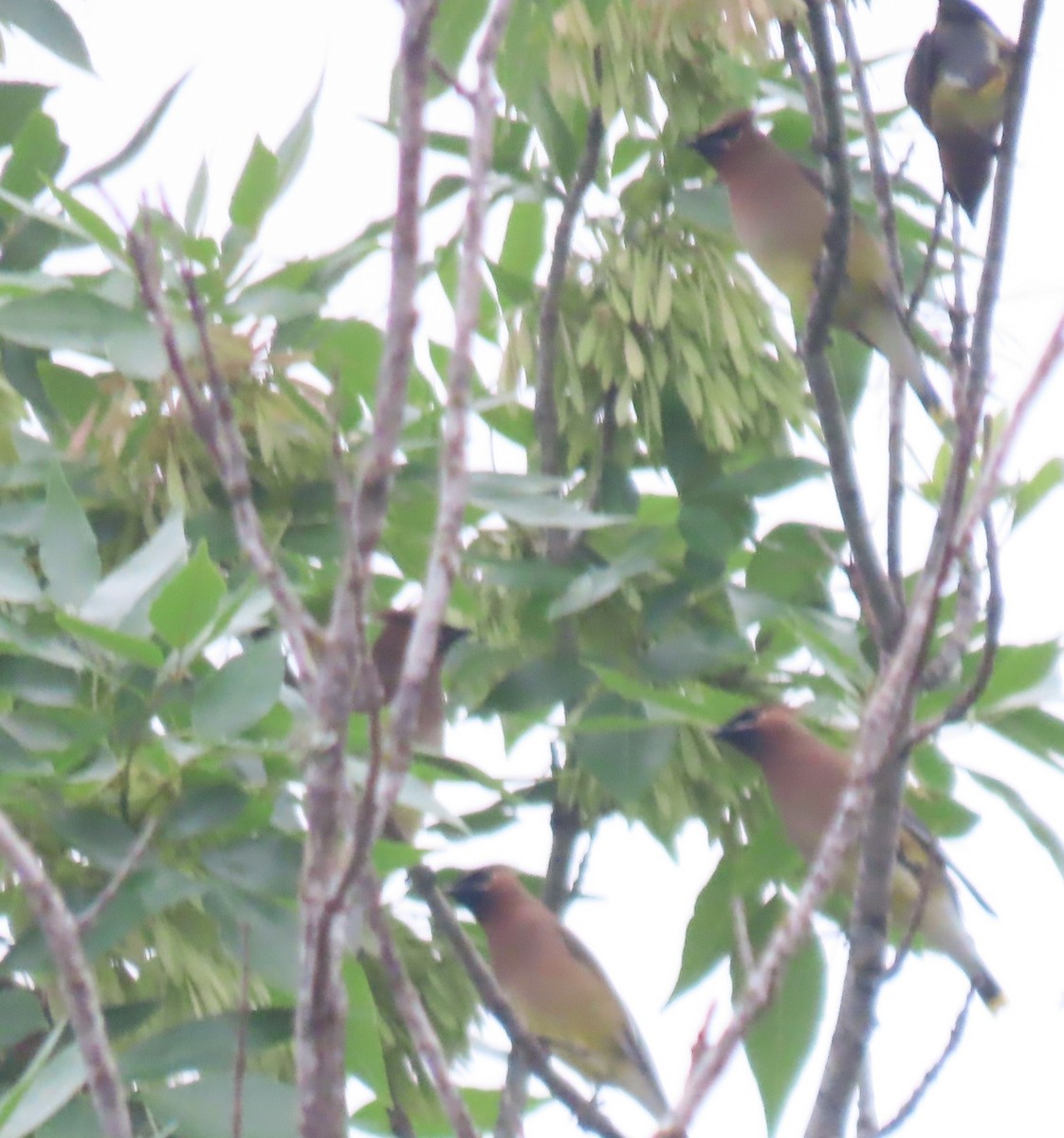 Cedar Waxwing - ML617936373