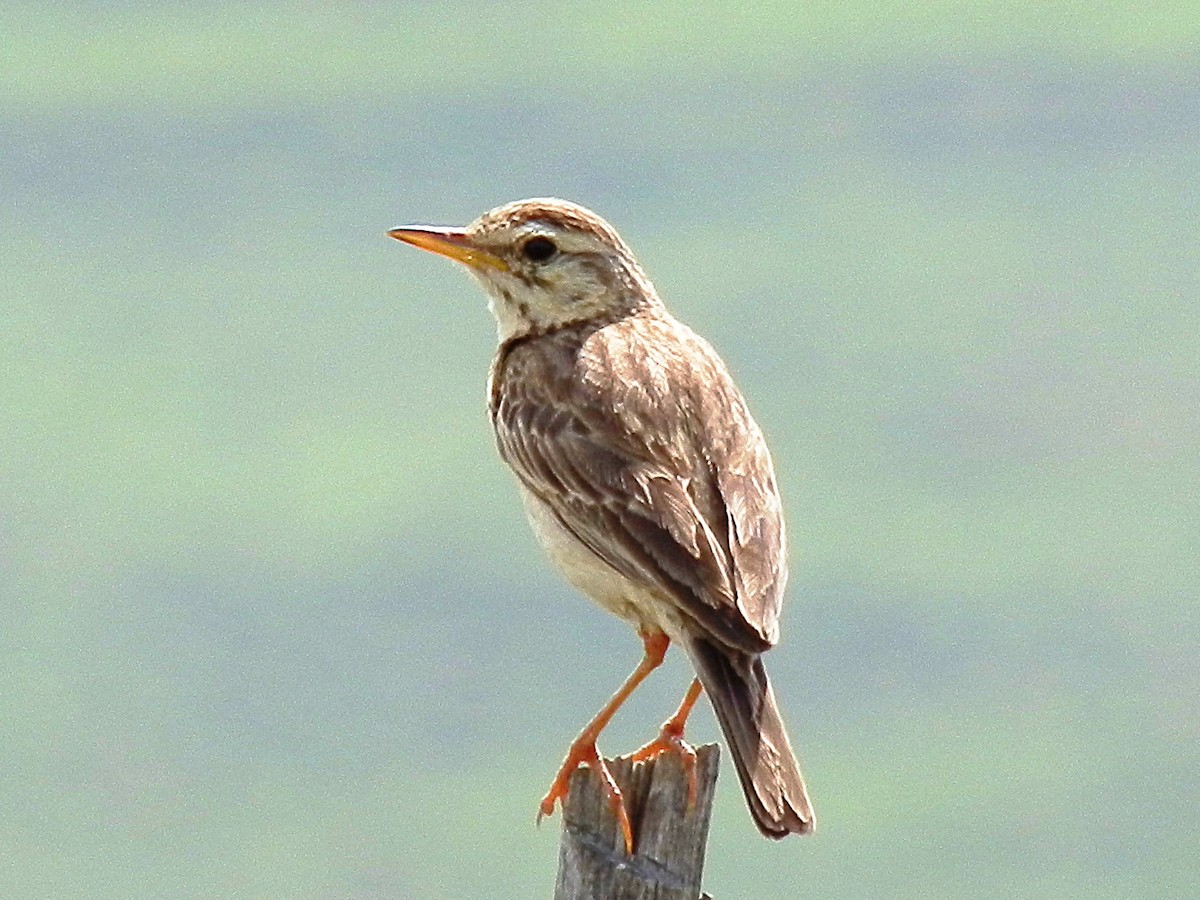 アフリカマミジロタヒバリ - ML617936376